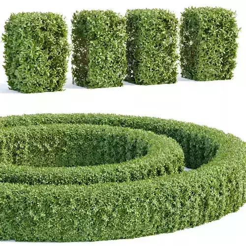 Laurel Hedging Bushes collection vol 129