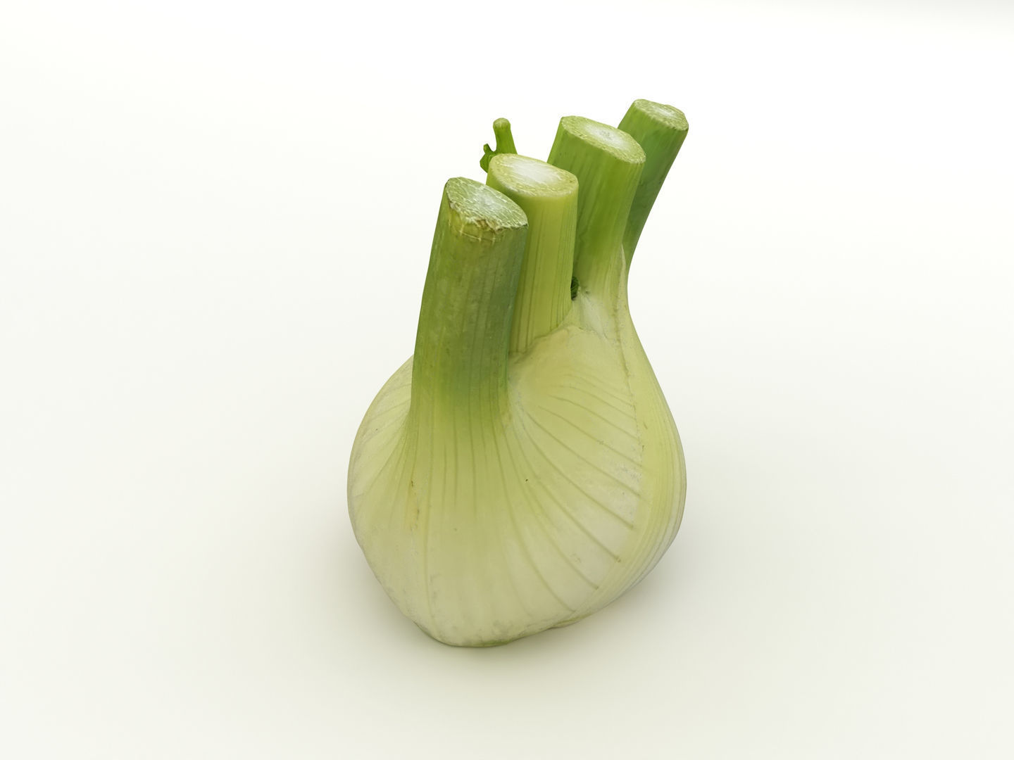 Fennel Bulb 3D model_2