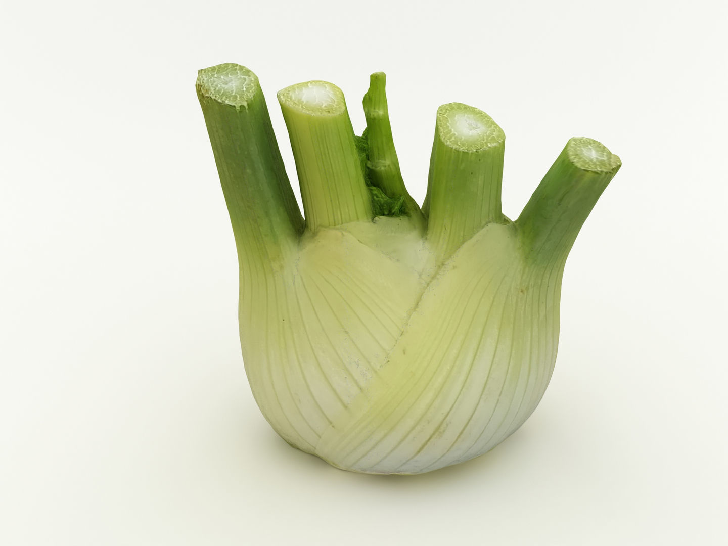 Fennel Bulb 3D model_1