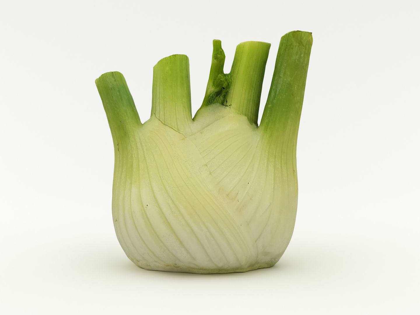 Fennel Bulb 3D model_7