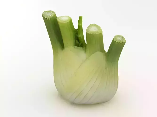 Fennel Bulb 3D model