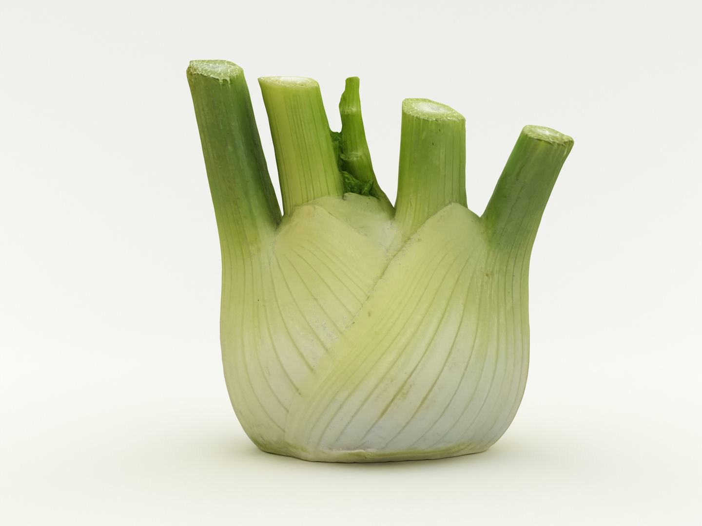 Fennel Bulb 3D model_6