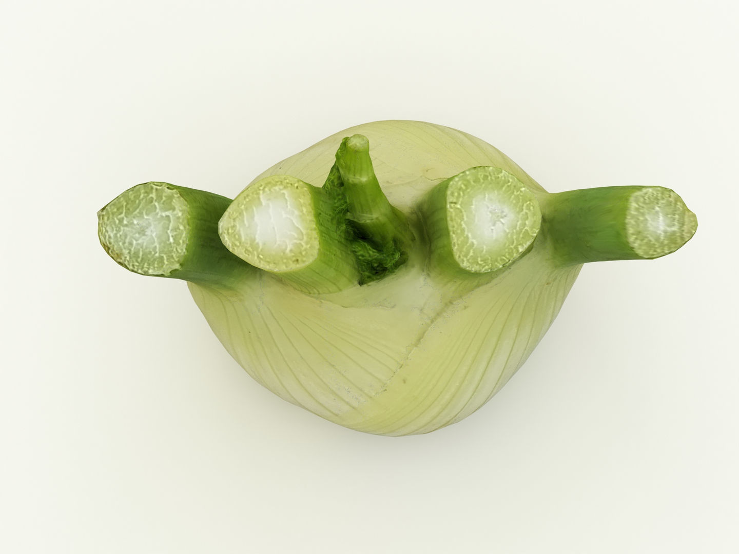 Fennel Bulb 3D model_8