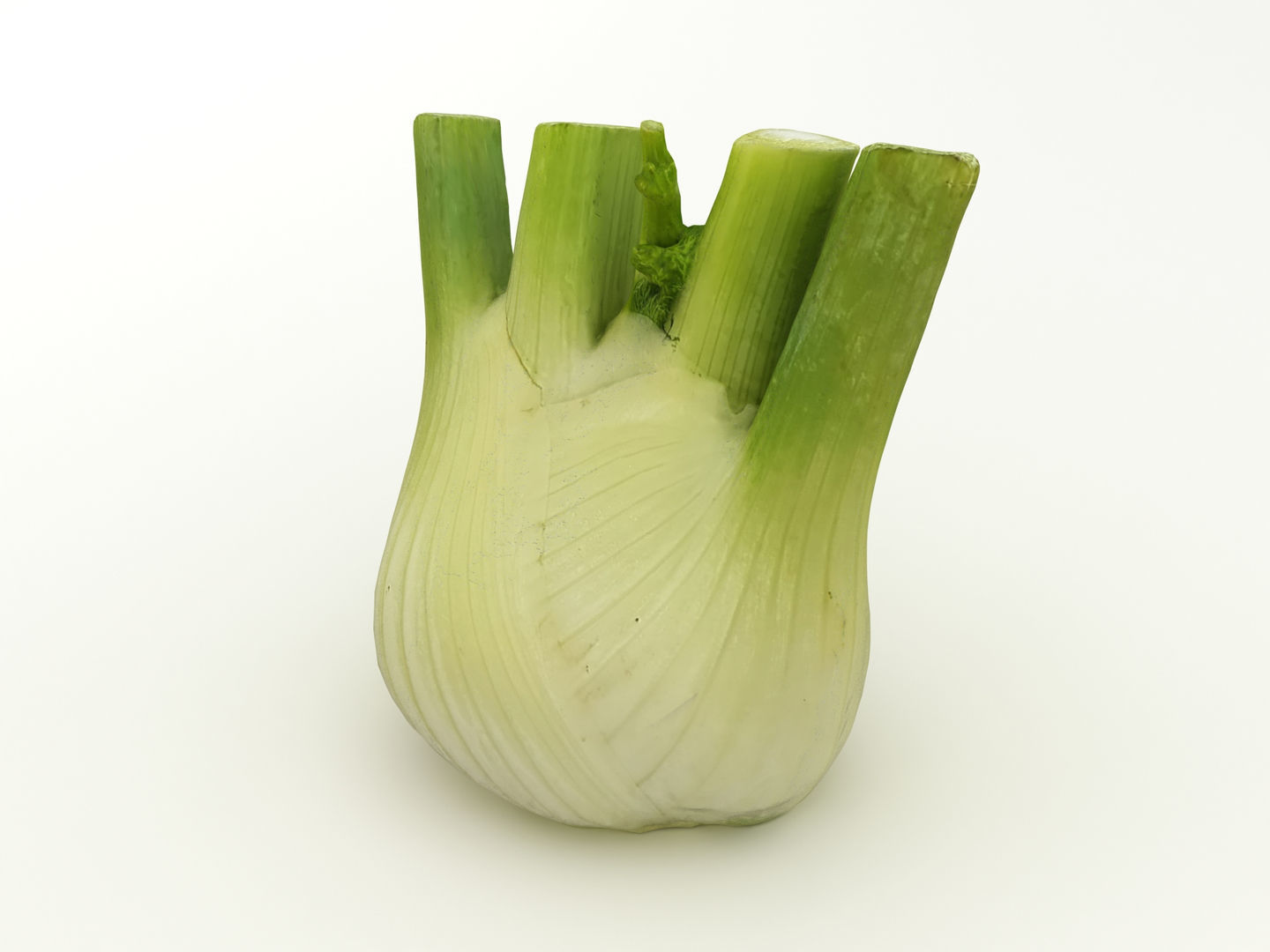 Fennel Bulb 3D model_3