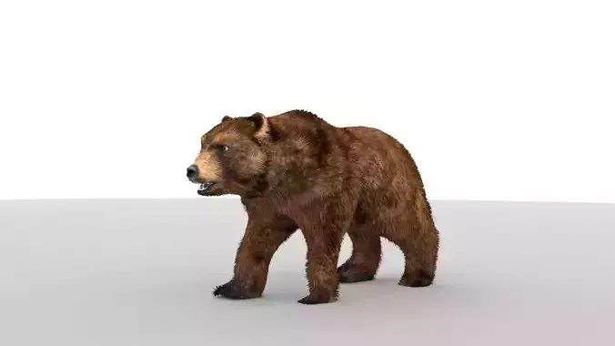 Middle-poly model Bear