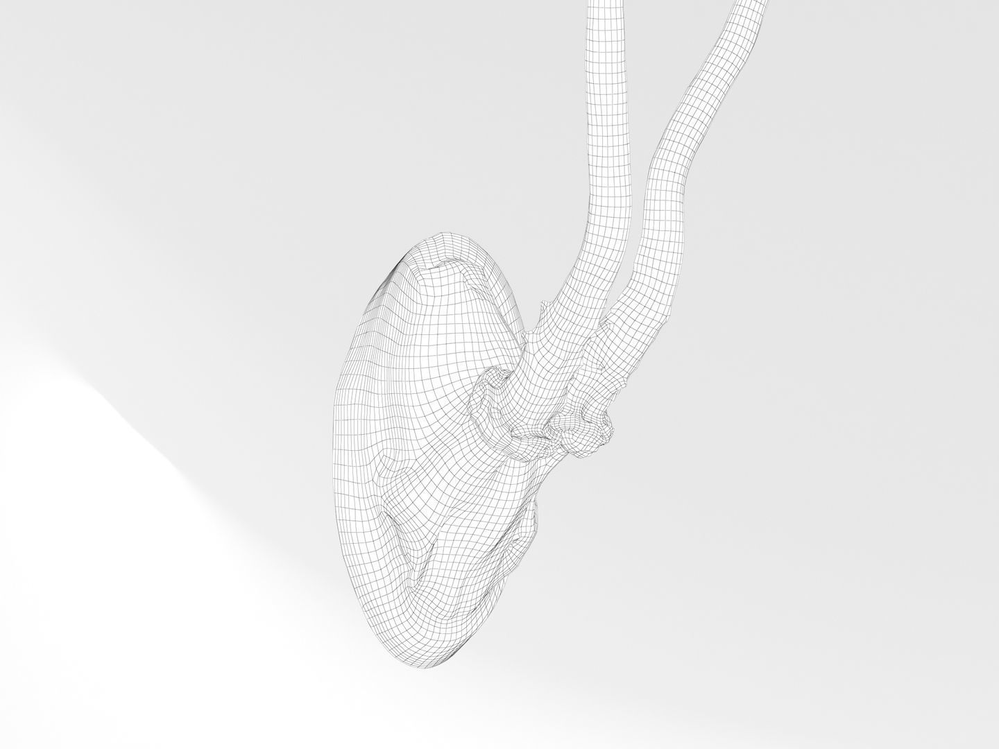 Deer Antler Trophy 3D model_11