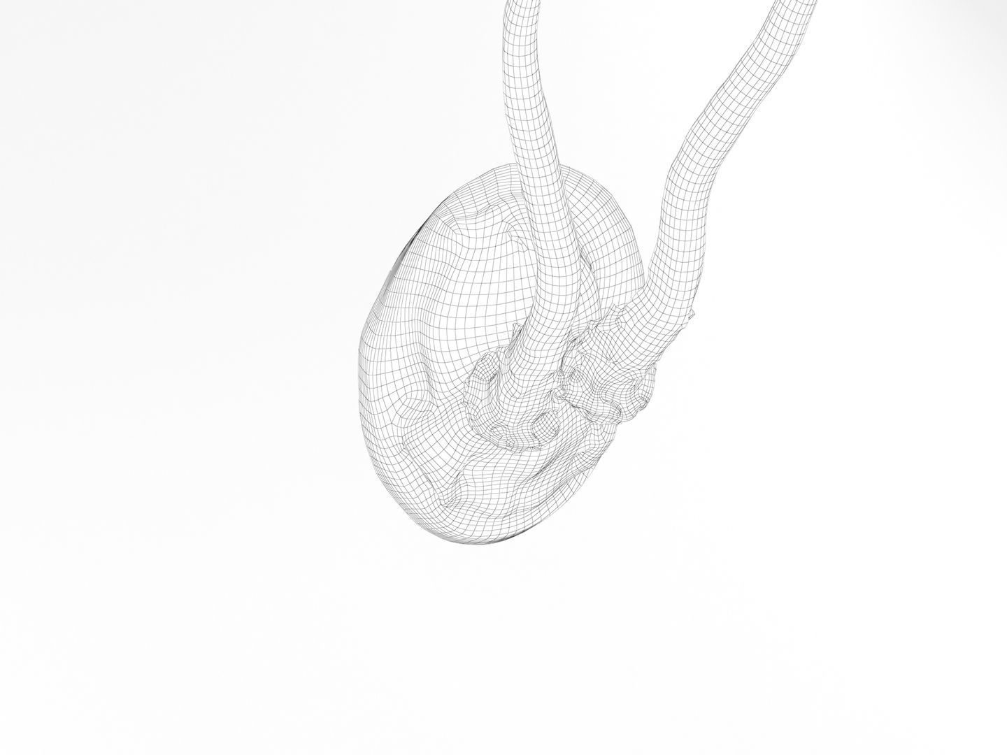 Deer Antler Trophy 3D model_15