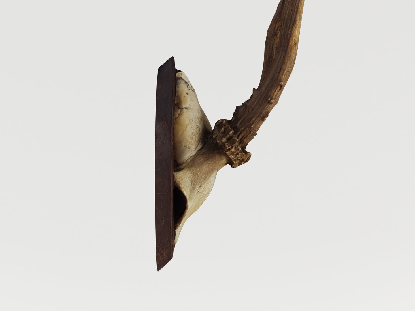 Deer Antler Trophy 3D model_4