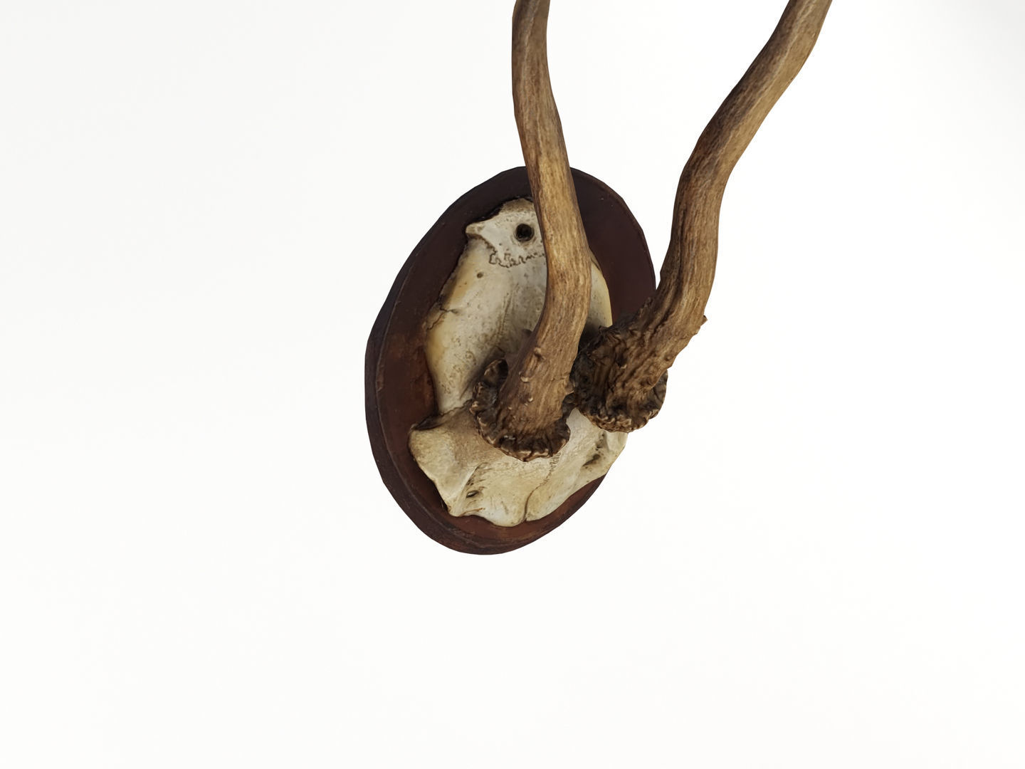 Deer Antler Trophy 3D model_5