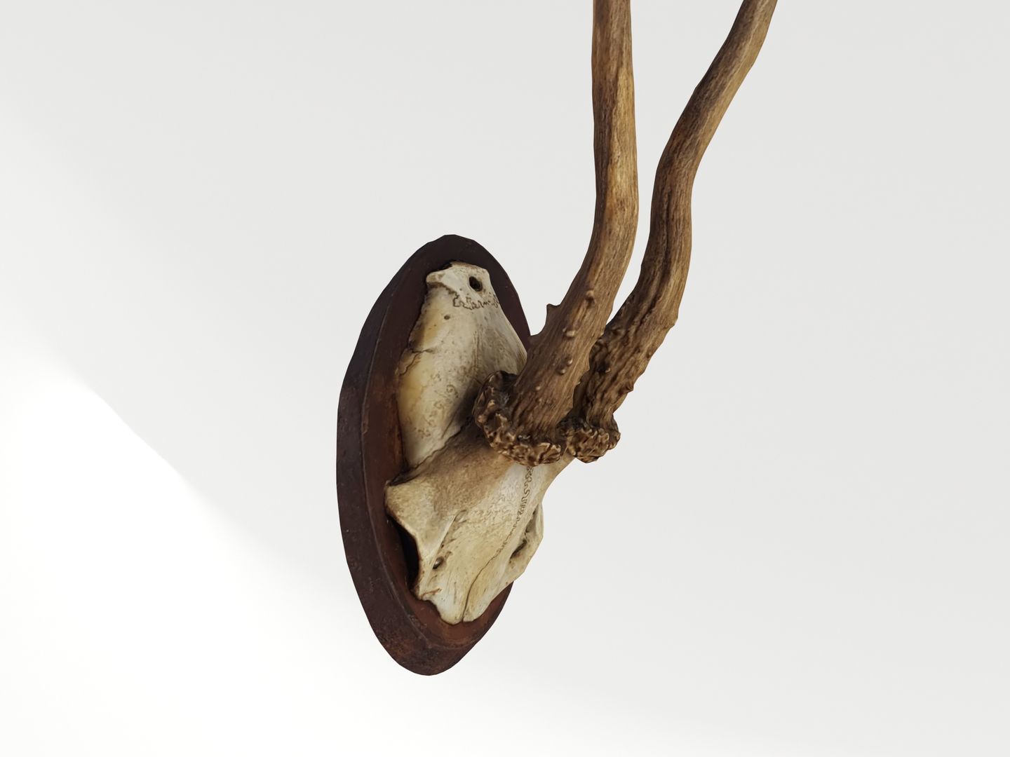 Deer Antler Trophy 3D model_2