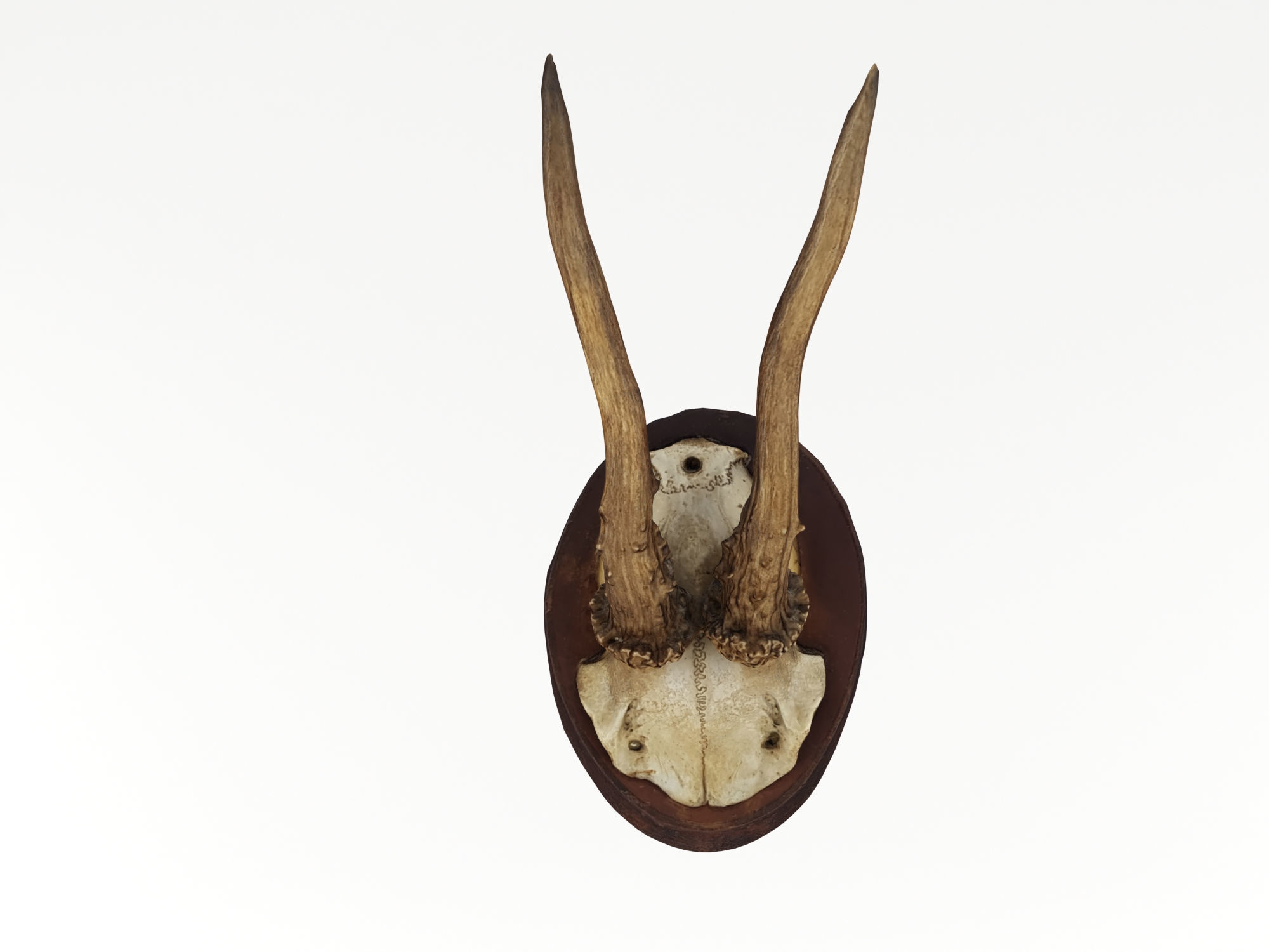 Deer Antler Trophy 3D model_1