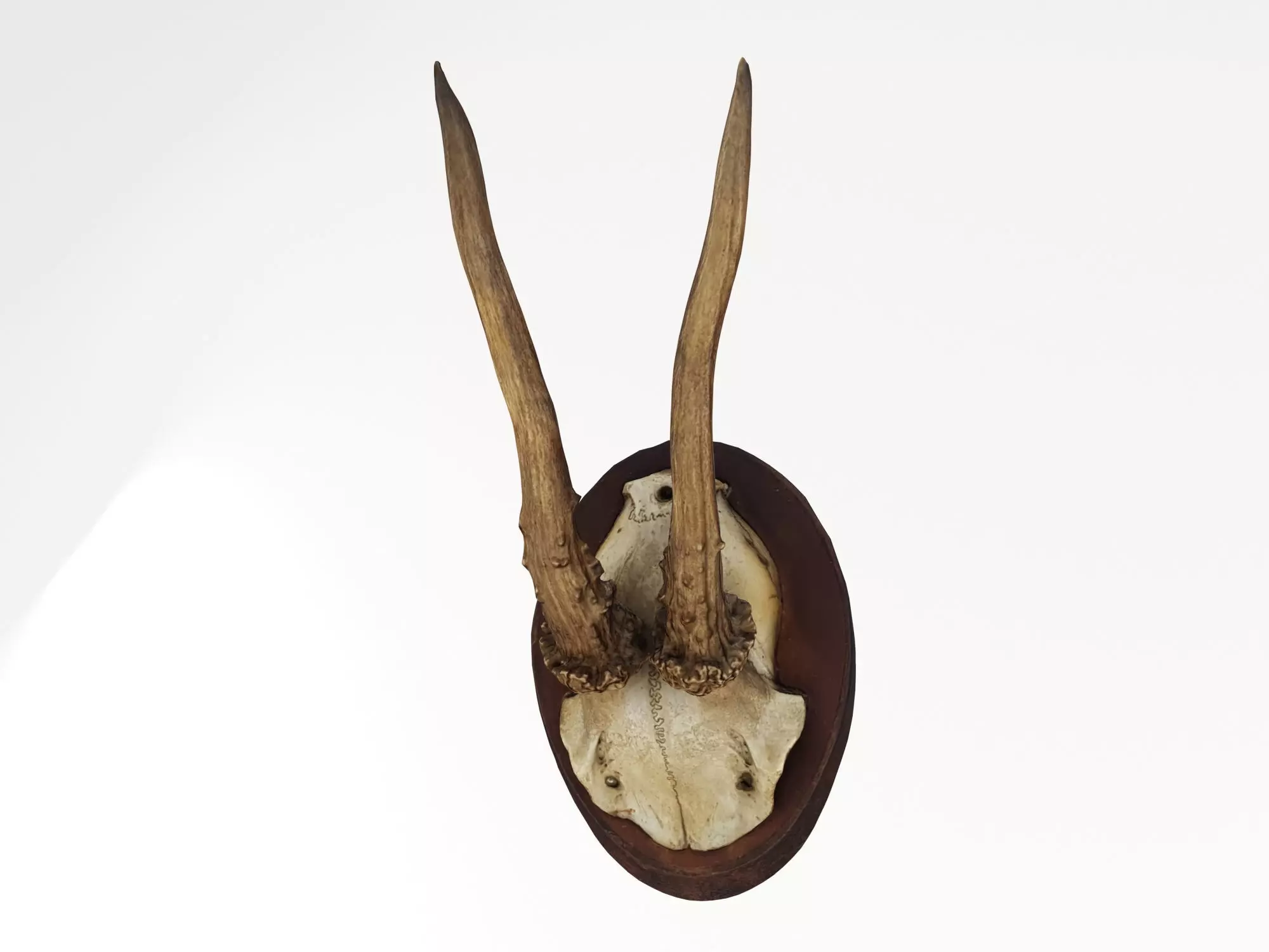 Deer Antler Trophy 3D model_0