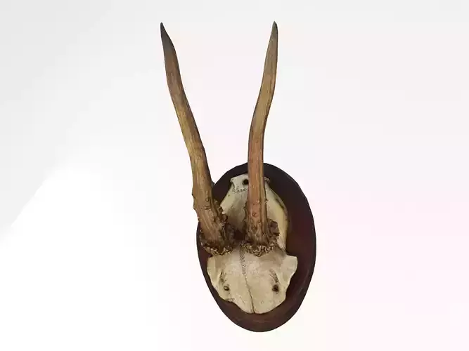 Deer Antler Trophy 3D model
