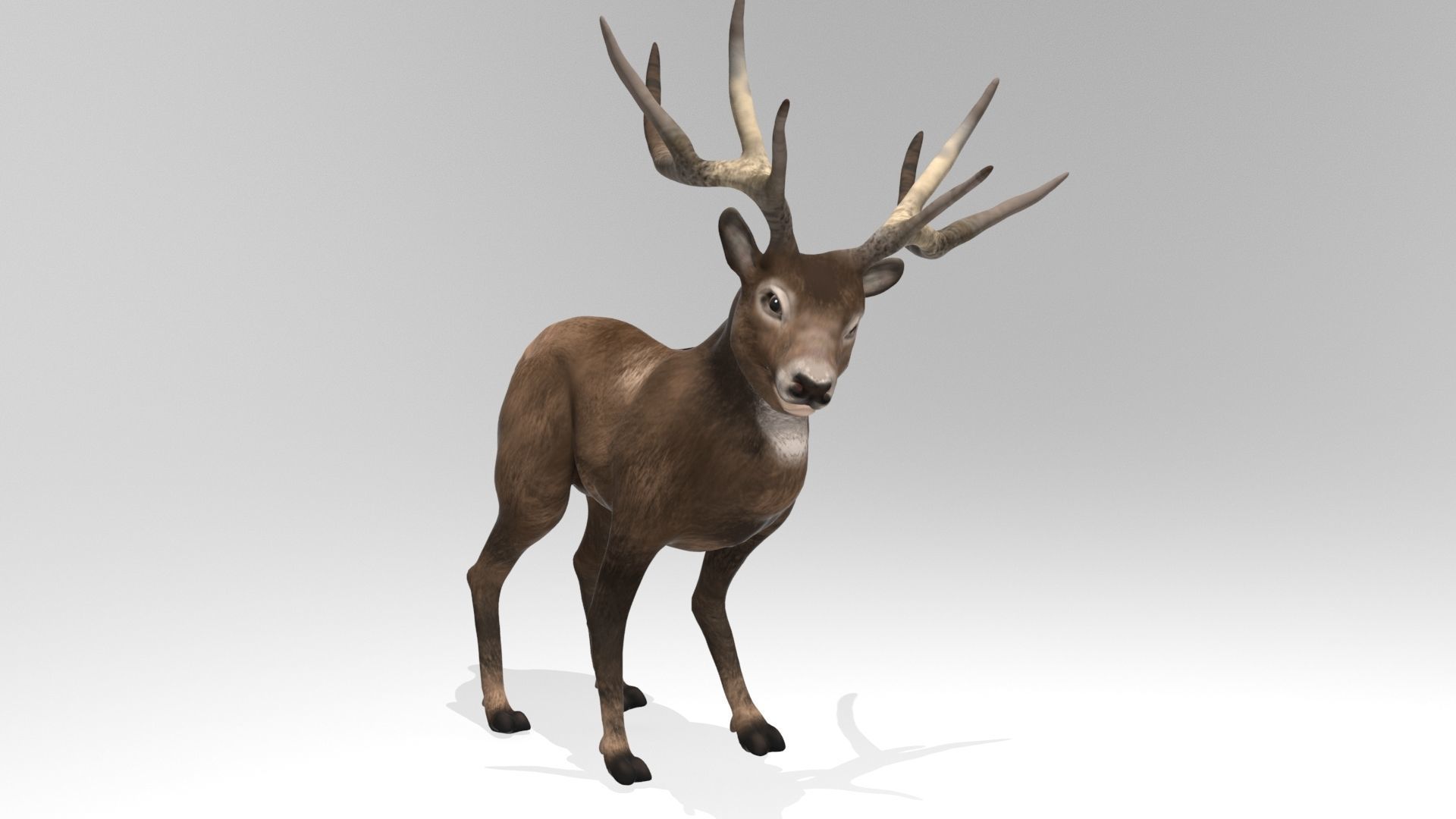 This model Deer 3D model_6