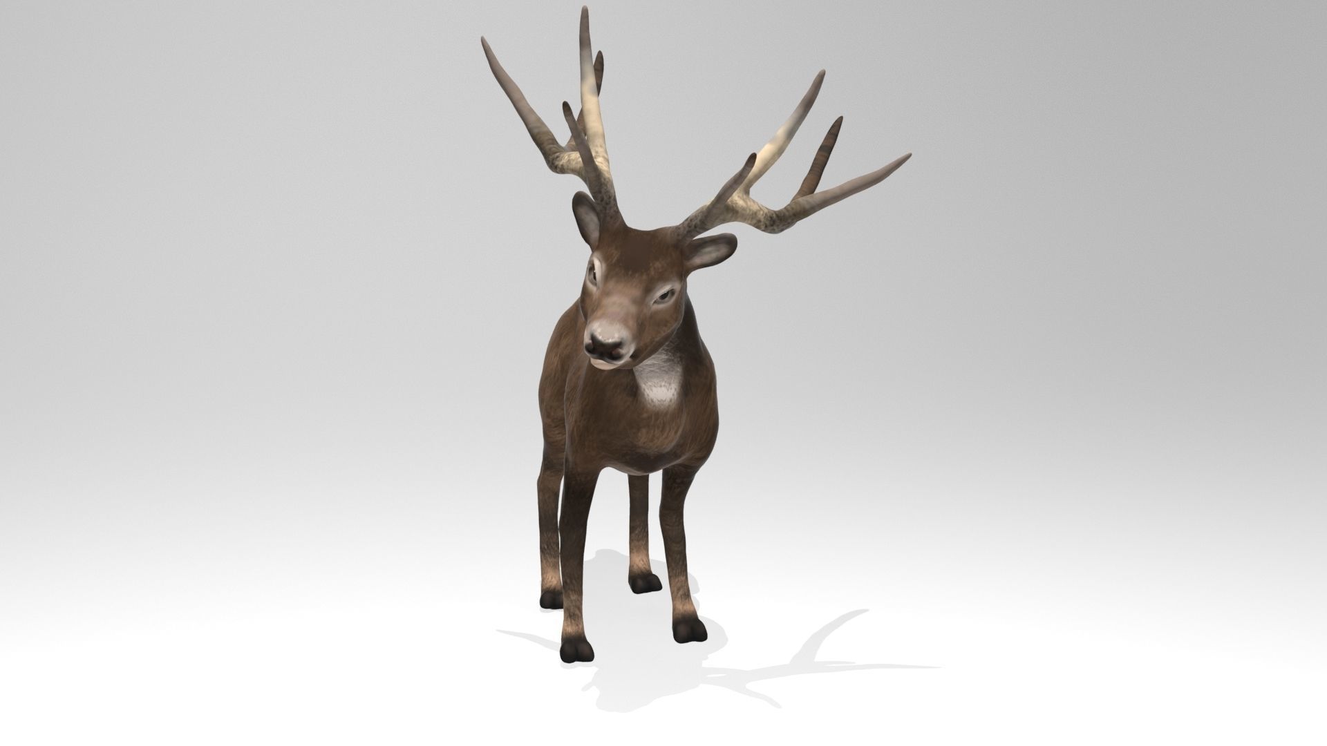 This model Deer 3D model_5
