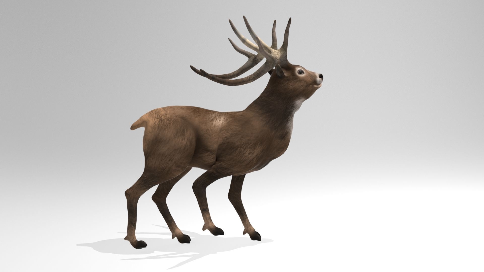 This model Deer 3D model_7