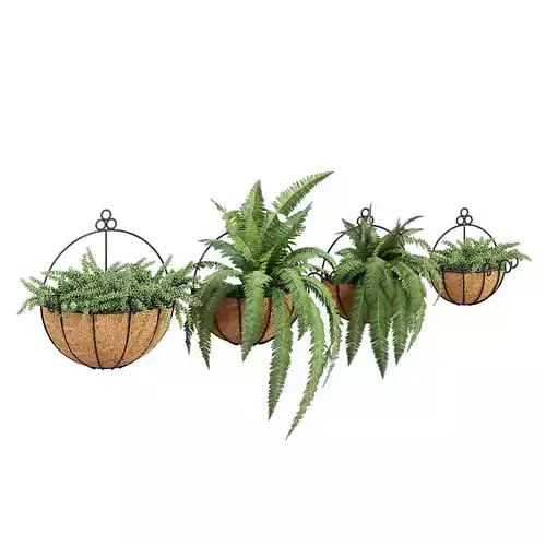 Rovive three hanging planters with ferns