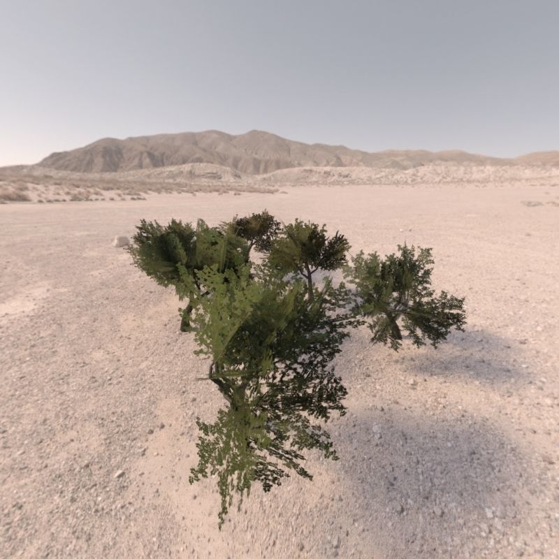 Trees low poly game ready four in middle of desert Low-poly 3D model_2