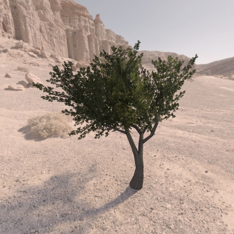 Trees low poly game ready four in middle of desert Low-poly 3D model_6
