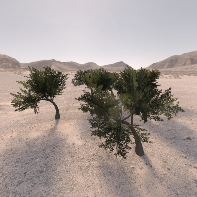 Trees low poly game ready four in middle of desert Low-poly 3D model_3
