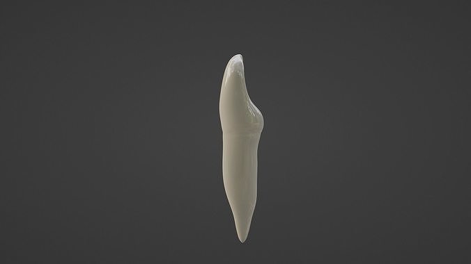Mandibular  Incisor Human Tooth  V1 3D model