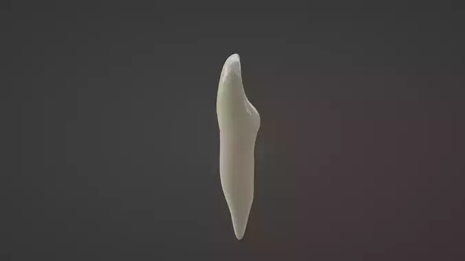 Mandibular  Incisor Human Tooth  V1 3D model