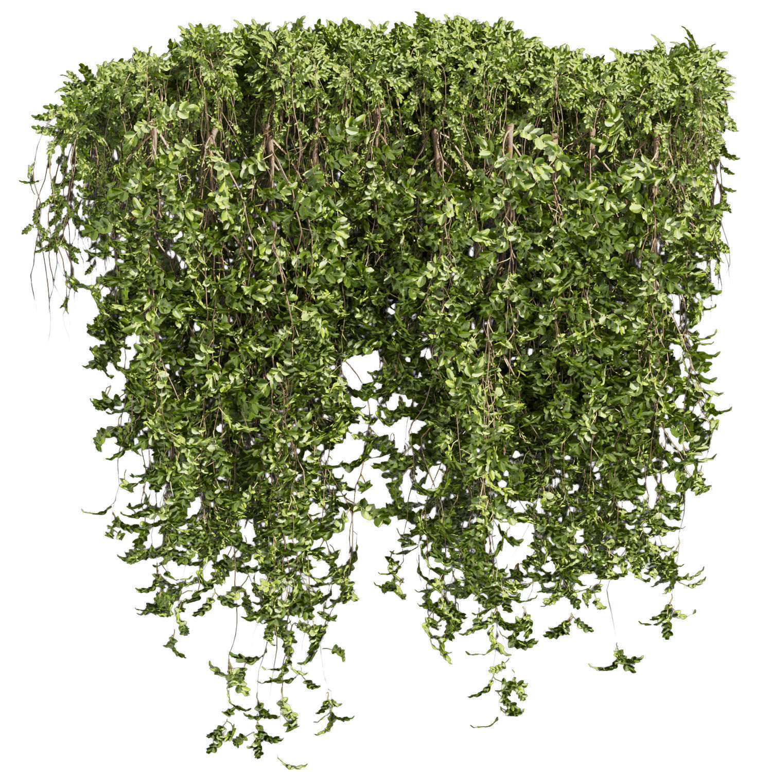 Collection plant vol 387 - bush - ivy - outdoor - fitowall 3D model_4