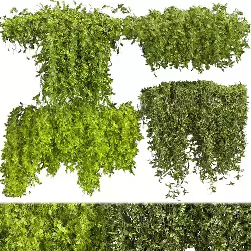 Collection plant vol 387 - bush - ivy - outdoor - fitowall 3D model