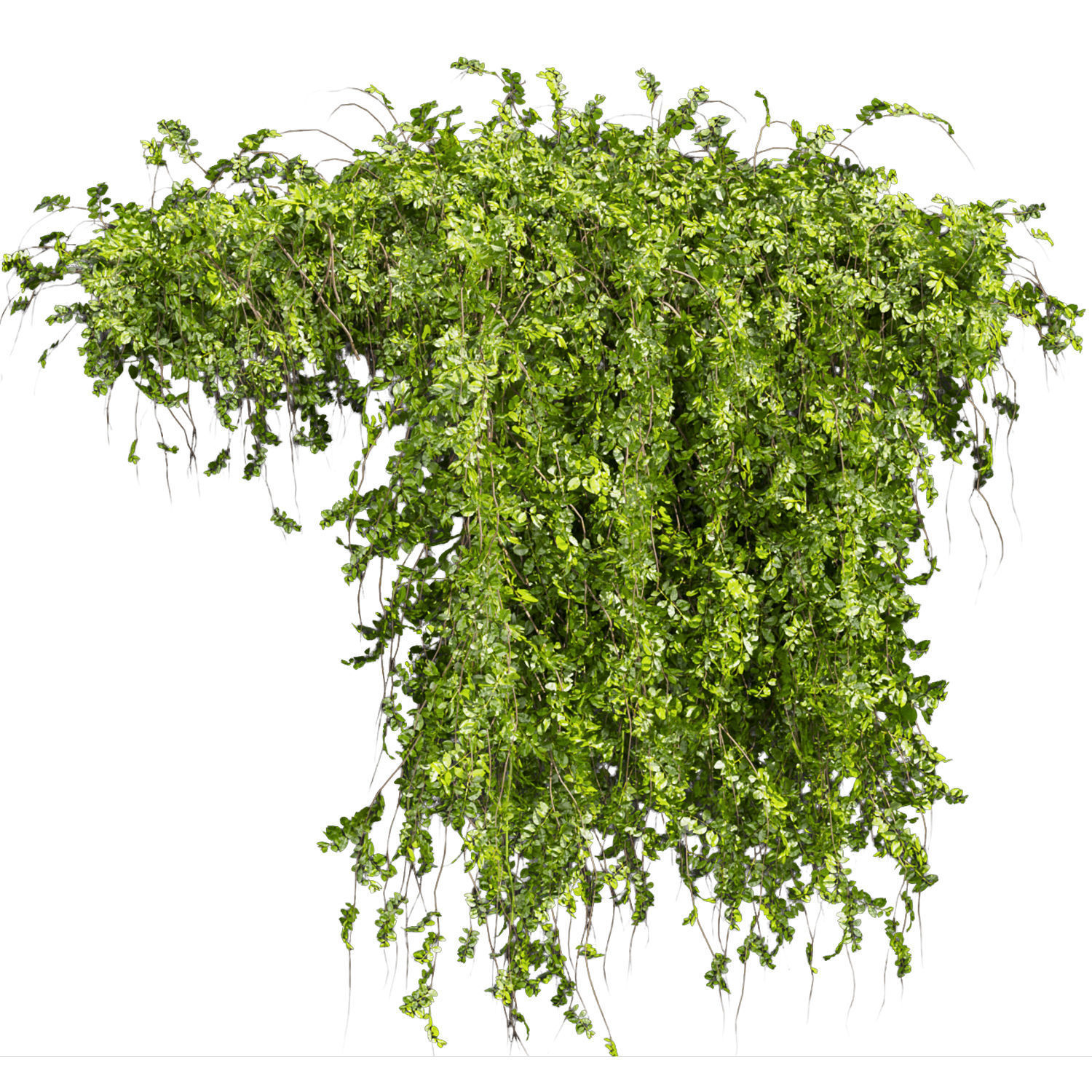 Collection plant vol 387 - bush - ivy - outdoor - fitowall 3D model_1