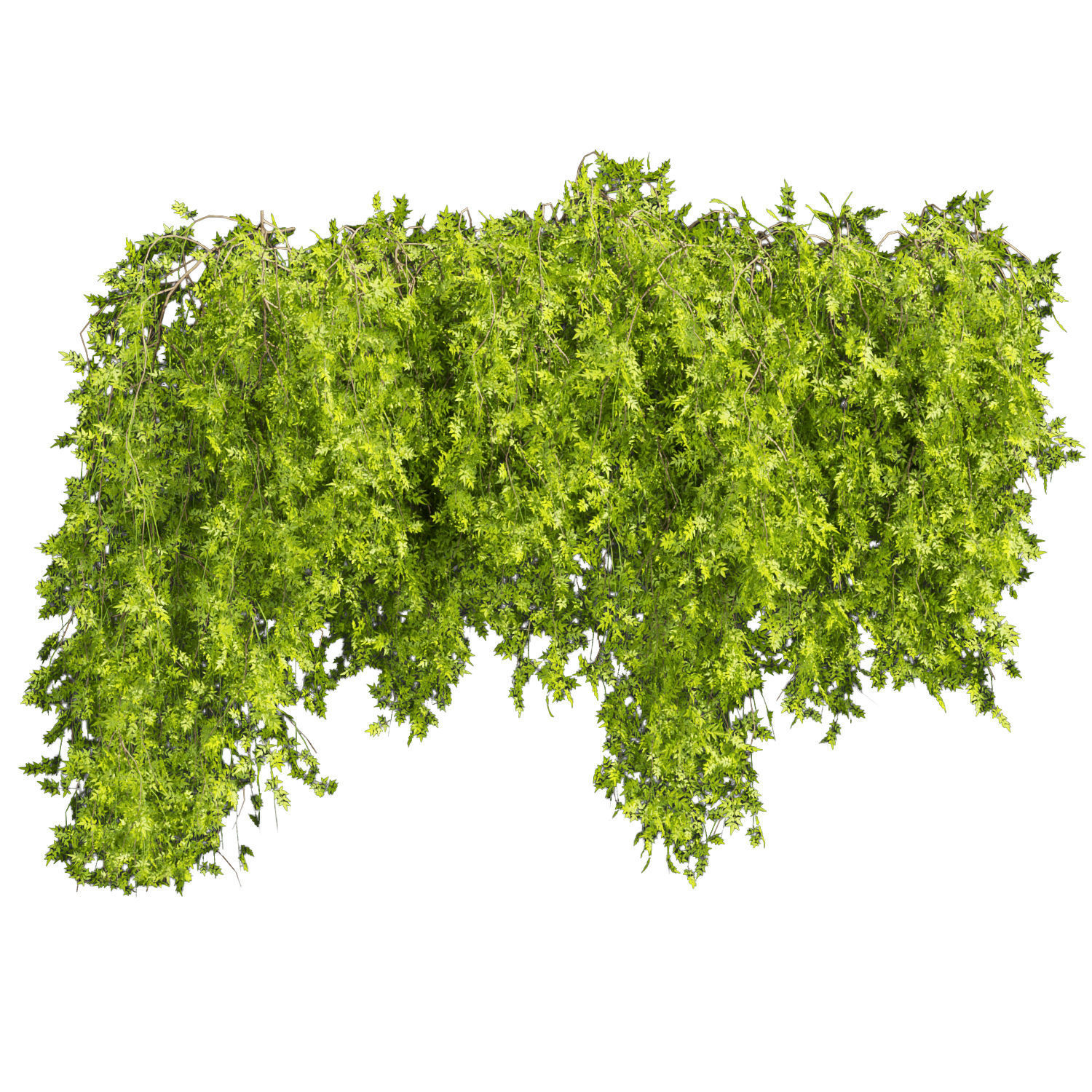 Collection plant vol 387 - bush - ivy - outdoor - fitowall 3D model_3