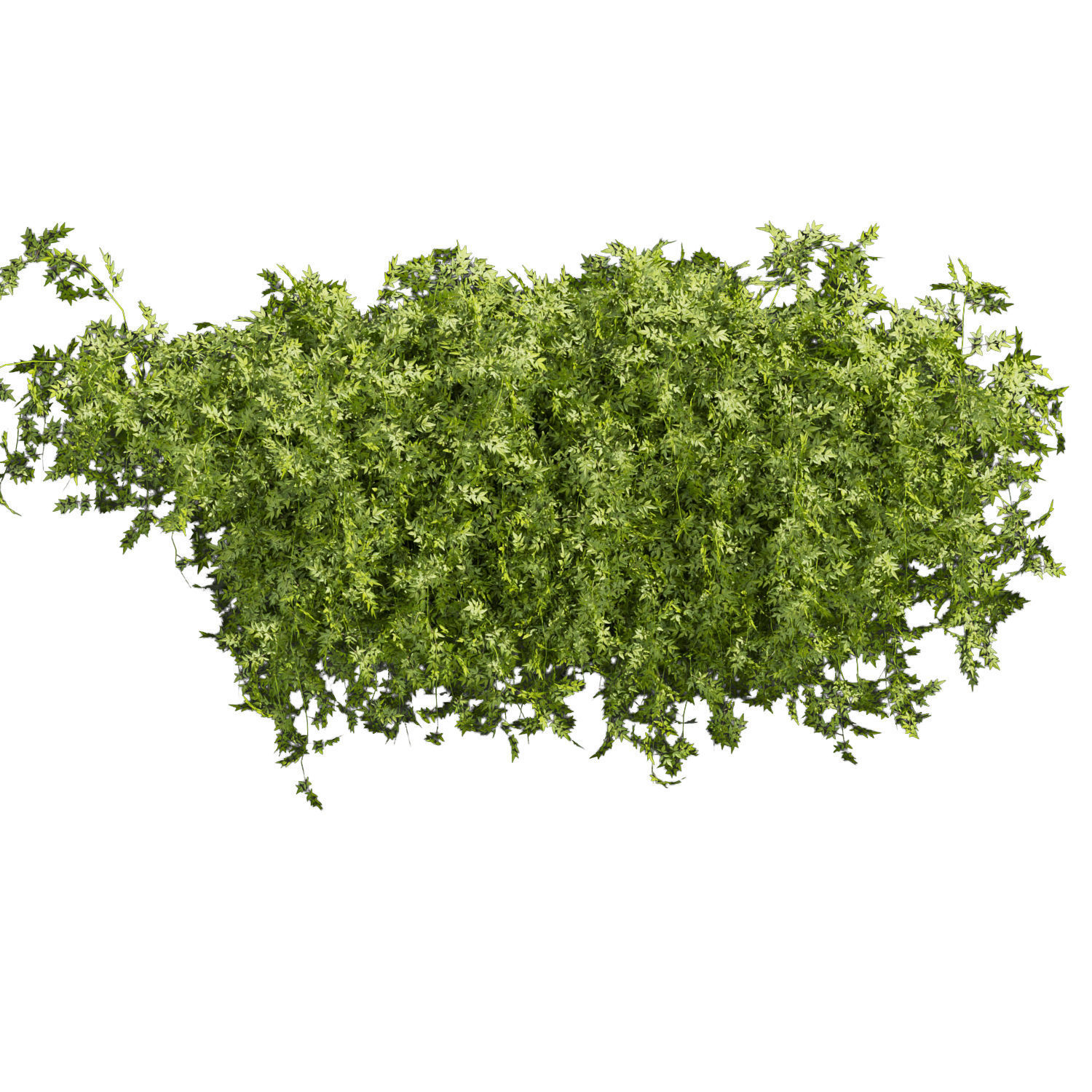 Collection plant vol 387 - bush - ivy - outdoor - fitowall 3D model_2