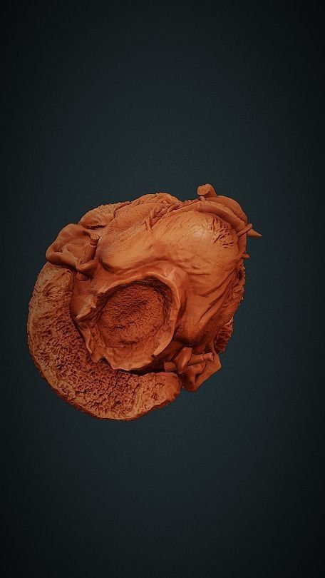 Shrunken Head 3D print model_11