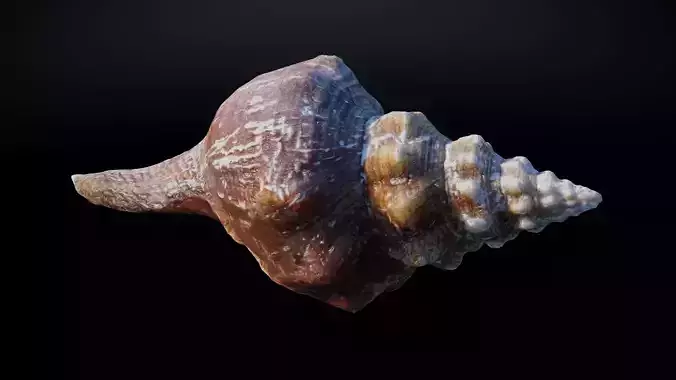 Large Seashell with Alternate Gold-plated material