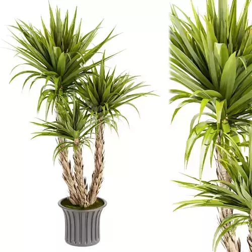 Collection plant vol 388 - indoor - leaf - Dracaena - luxe 3D model