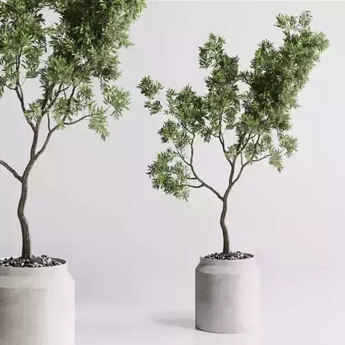 Indoor plant 285 concrete dirt vase plant tree pot