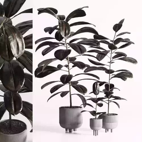 Ficus rubbery plant in concrete dirt vase