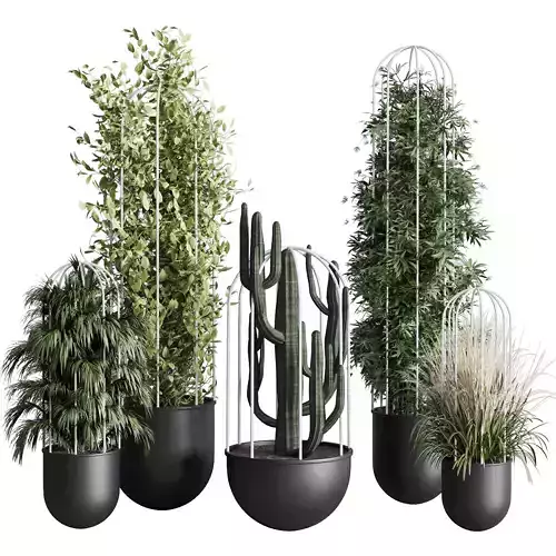 indoor plant bamboo palm cactus grass stand black pot 