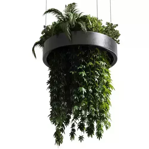 Hanging plant  indoor plant 292 3D model