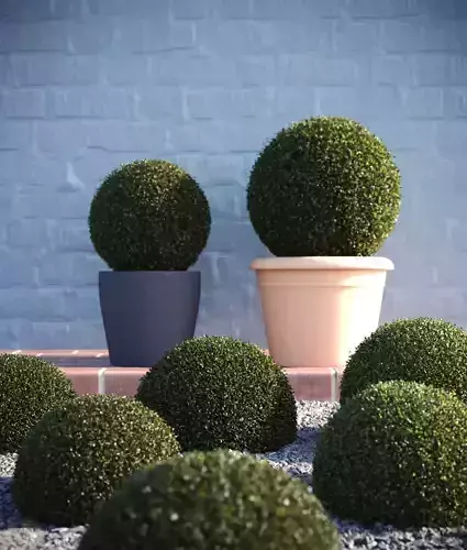 Buxus Sempervirens - Boxwood