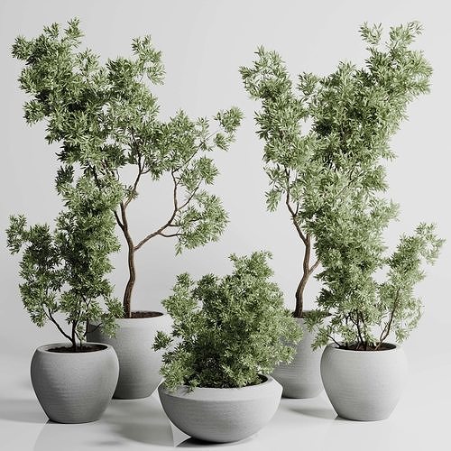 Collection indoor outdoor plant 288 plant tree 3D model