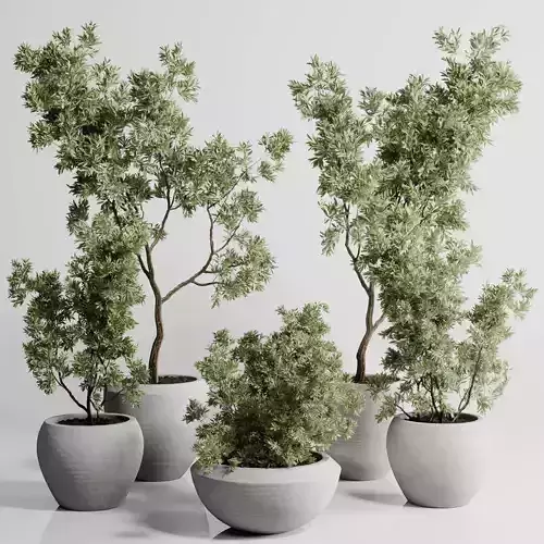 Collection indoor outdoor plant 288 plant tree 3D model
