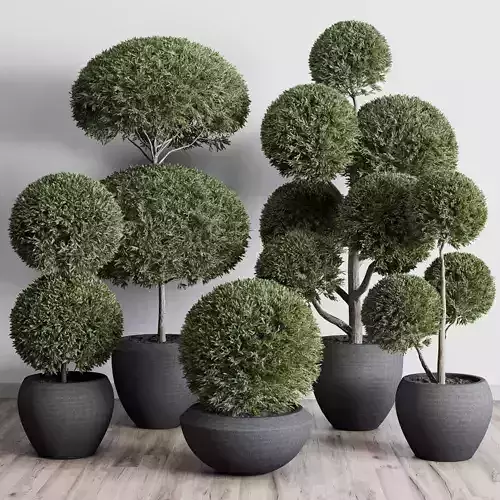 Topiary plant in an old concrete pot