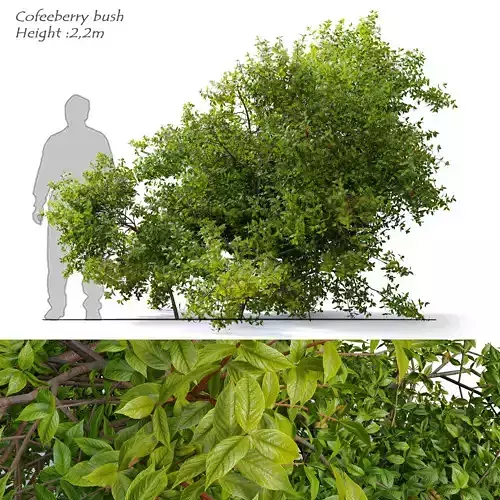 Rhamnus californica bush 3D model