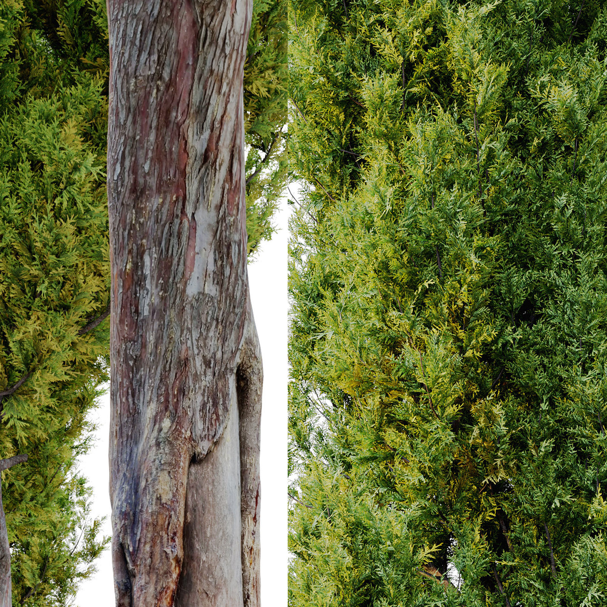 Italian cypress 2 3D model_4