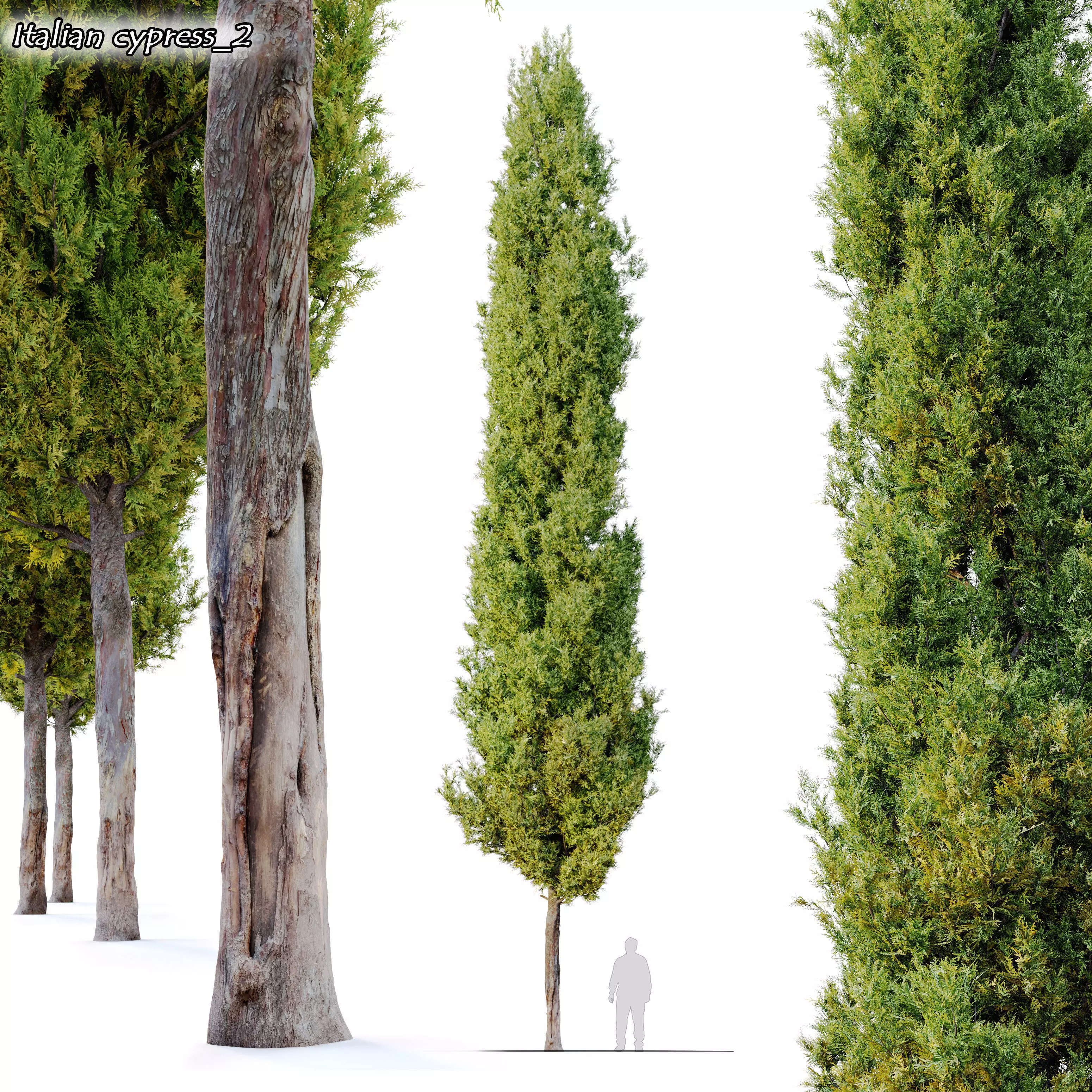 Italian cypress 2 3D model_0