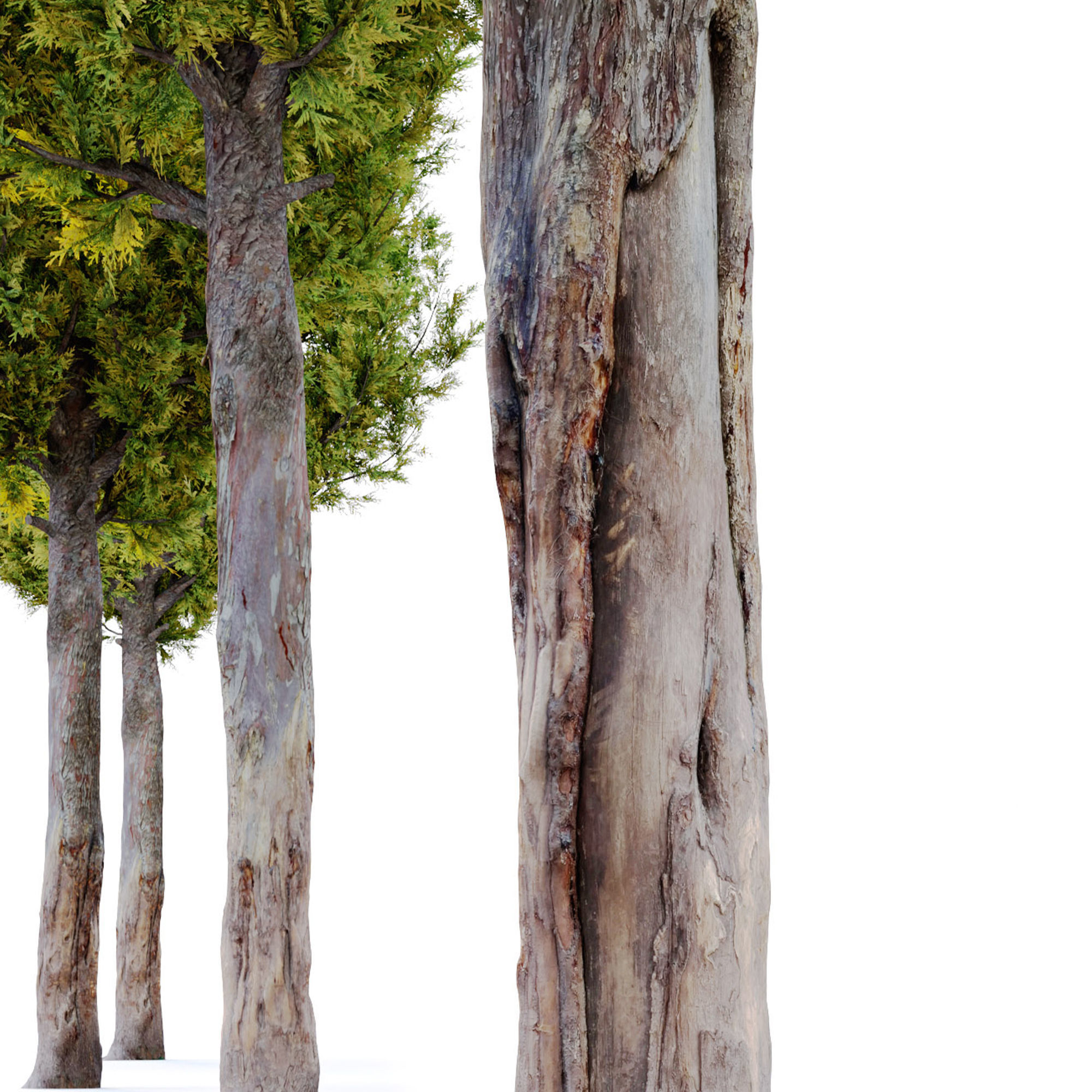 Italian cypress 2 3D model_3