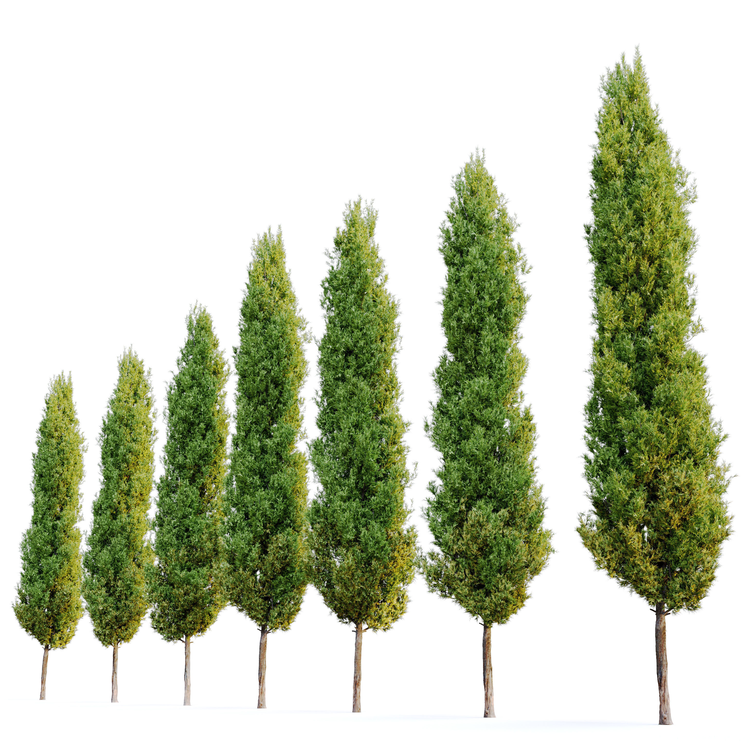 Italian cypress 2 3D model_1