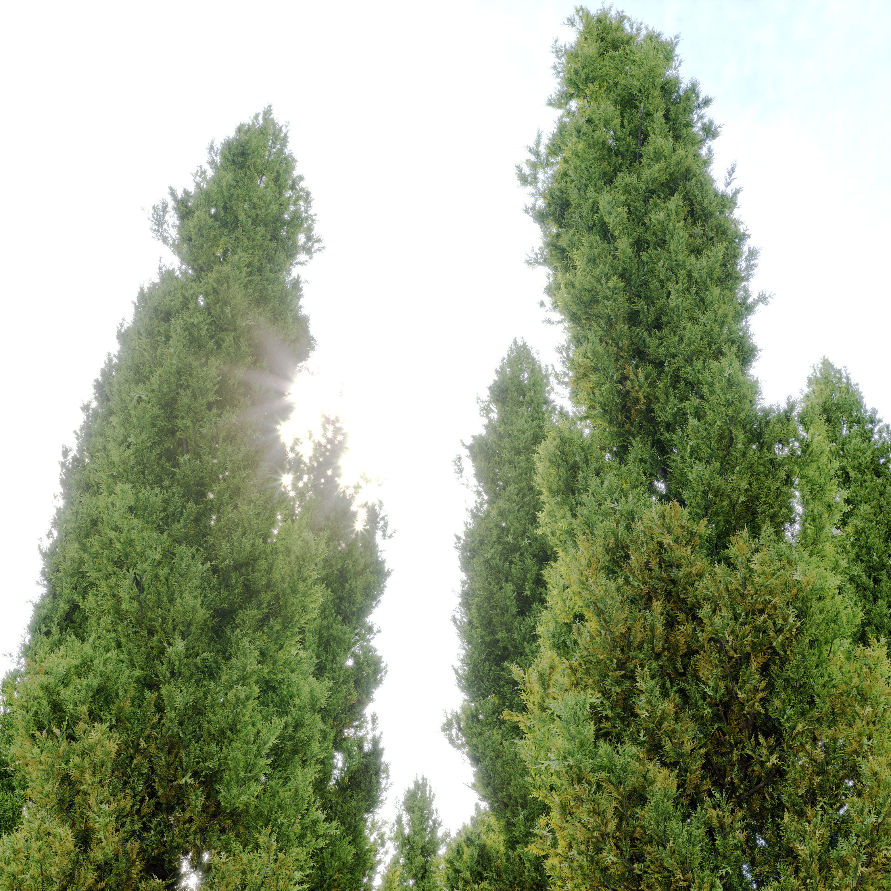 Italian cypress 2 3D model_2