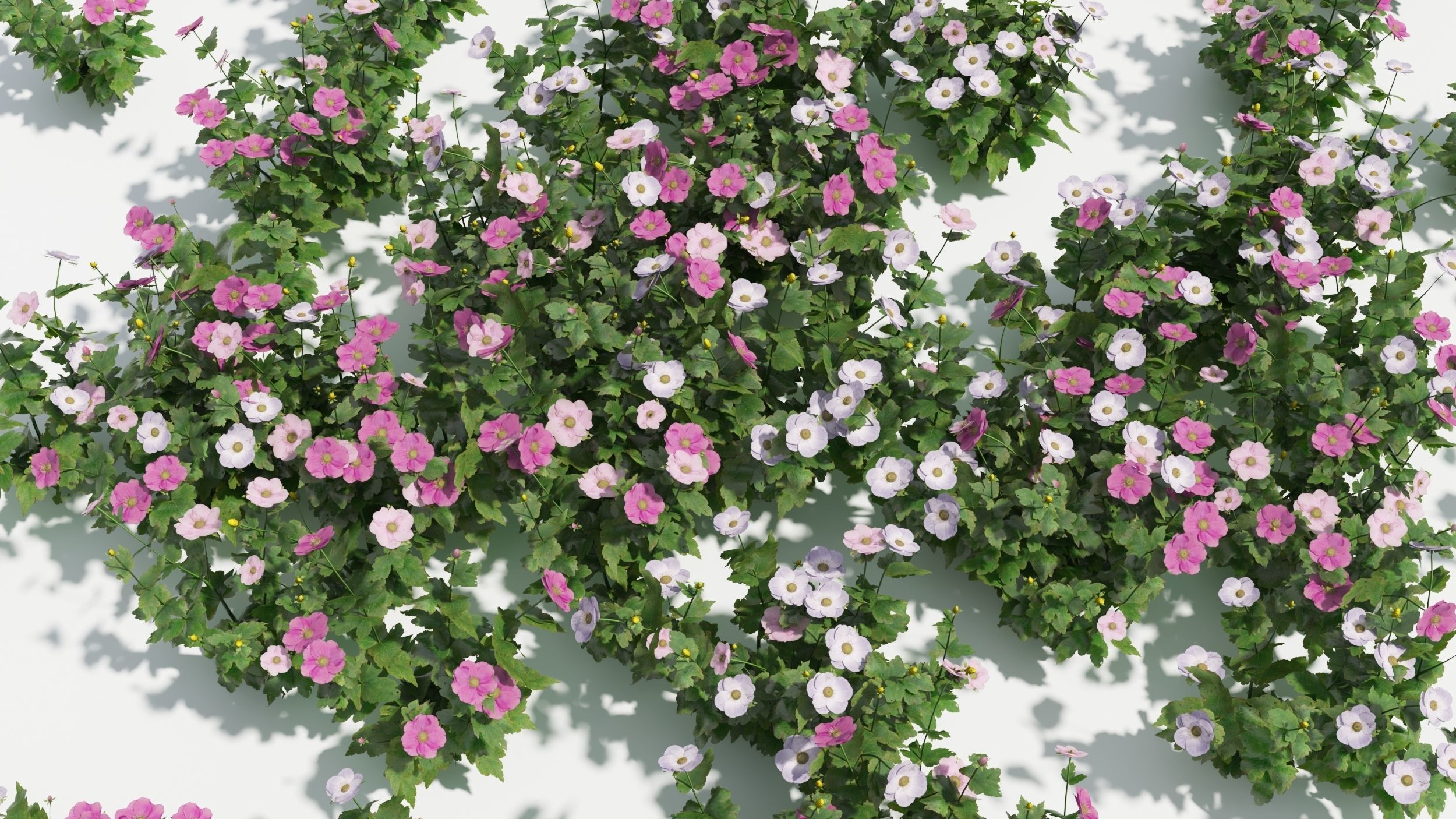 Anemone hibiscus flower 3D model_7