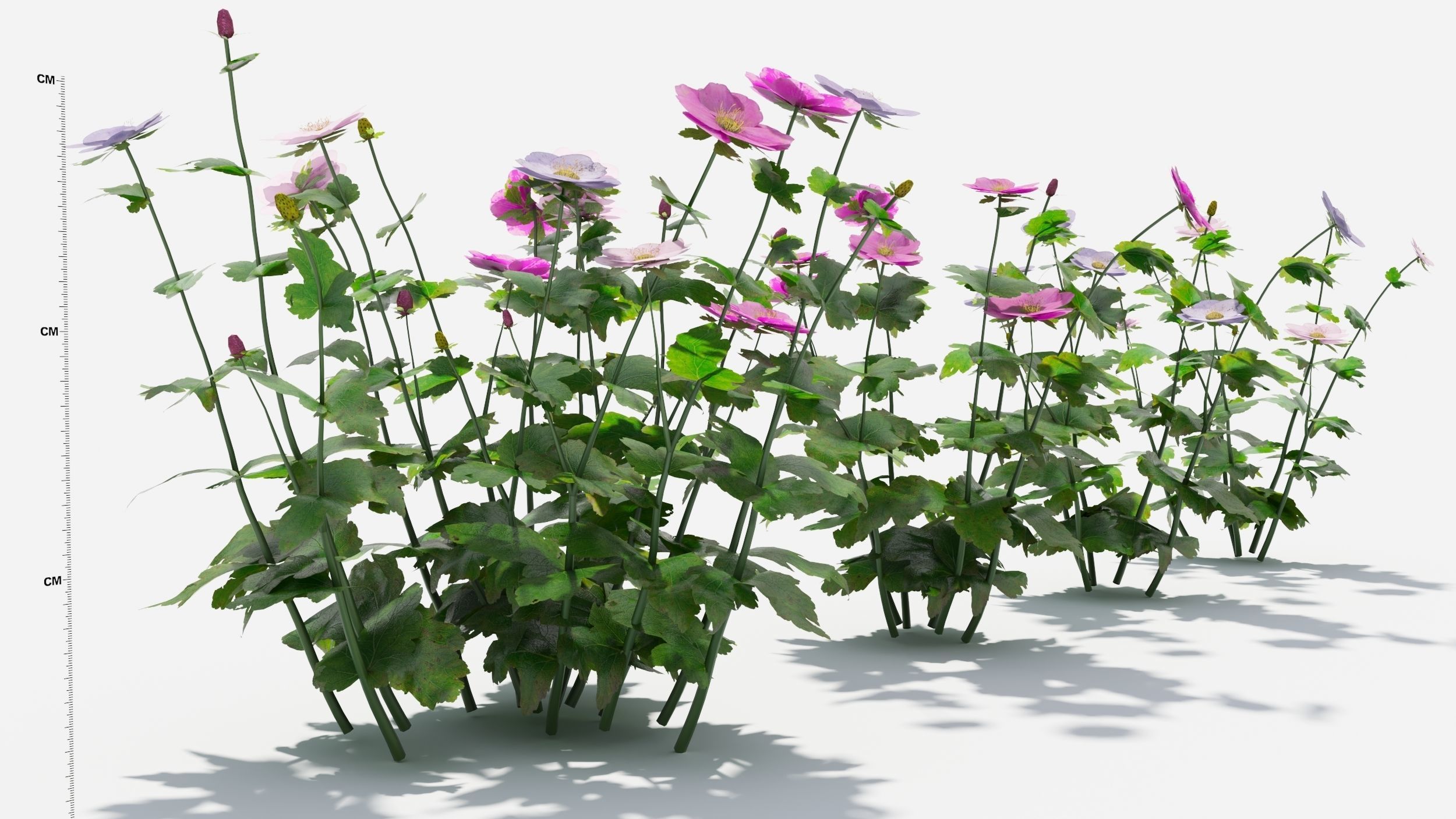 Anemone hibiscus flower 3D model_2